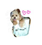 バップファミリーズ（個別スタンプ：13）