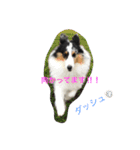 シェルティ みうのスタンプ（個別スタンプ：1）
