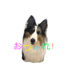 シェルティ みうのスタンプ（個別スタンプ：11）