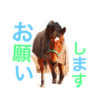 敬語の馬スタンプ（個別スタンプ：20）