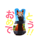 敬語の馬スタンプ（個別スタンプ：21）