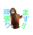 敬語の馬スタンプ（個別スタンプ：23）