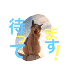 敬語の馬スタンプ（個別スタンプ：24）