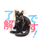 敬語の馬スタンプ（個別スタンプ：31）
