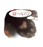 cat5510（個別スタンプ：1）