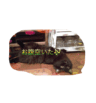 cat5510（個別スタンプ：3）
