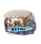 cat5510（個別スタンプ：5）
