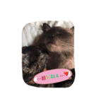 cat5510（個別スタンプ：7）