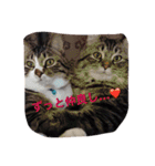 cat5510（個別スタンプ：9）