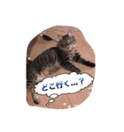 cat5510（個別スタンプ：12）