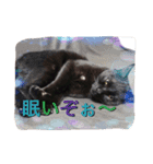 cat5510（個別スタンプ：15）
