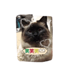 cat5510（個別スタンプ：18）