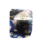 cat5510（個別スタンプ：19）