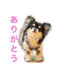 ブラタンチワワ のあ（個別スタンプ：2）