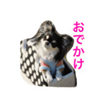 ブラタンチワワ のあ（個別スタンプ：7）
