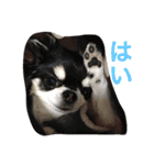 ブラタンチワワ のあ（個別スタンプ：10）