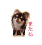 ブラタンチワワ のあ（個別スタンプ：12）