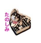 ブラタンチワワ のあ（個別スタンプ：19）