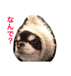 ブラタンチワワ のあ（個別スタンプ：31）