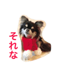 ブラタンチワワ のあ（個別スタンプ：33）
