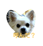 dog and animal's（個別スタンプ：1）
