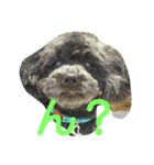 dog and animal's（個別スタンプ：6）