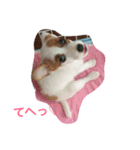 ジャックラッセルテリア♡（個別スタンプ：8）
