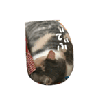 わしんちのチョコちゃん☺︎（個別スタンプ：13）