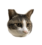 猫のハルくん（個別スタンプ：1）