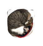 猫のハルくん（個別スタンプ：2）