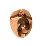 猫のハルくん（個別スタンプ：3）