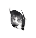 猫のハルくん（個別スタンプ：4）