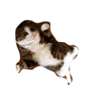 猫のハルくん（個別スタンプ：6）