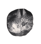 猫のハルくん（個別スタンプ：8）