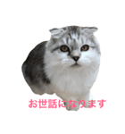 NEKO YASHIKI（個別スタンプ：3）