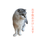 NEKO YASHIKI（個別スタンプ：11）