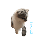 NEKO YASHIKI（個別スタンプ：12）