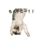 NEKO YASHIKI（個別スタンプ：15）