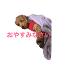 ポッケ（個別スタンプ：1）