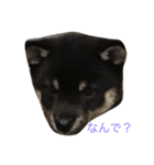 dogs10（個別スタンプ：1）