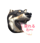 dogs10（個別スタンプ：2）