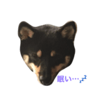 dogs10（個別スタンプ：3）