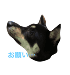 dogs10（個別スタンプ：4）