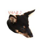 dogs10（個別スタンプ：5）