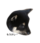 dogs10（個別スタンプ：8）