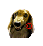 私の愛する愛犬（個別スタンプ：1）