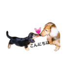 私の愛する愛犬（個別スタンプ：3）