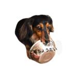 私の愛する愛犬（個別スタンプ：4）