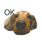 私の愛する愛犬（個別スタンプ：7）