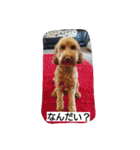 スプードル・ダギーくん（個別スタンプ：1）